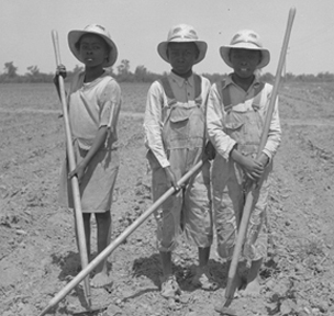 Children Chopping Cotton (L-R ages: 10, 13, and 8 years)